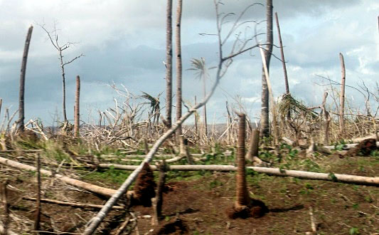 Image showing complete devastation of most tree cover in vast coconut plantations that covered most of the land area in Samar/Leyte.