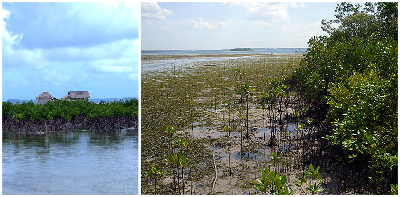 Mangrove Ecosystem