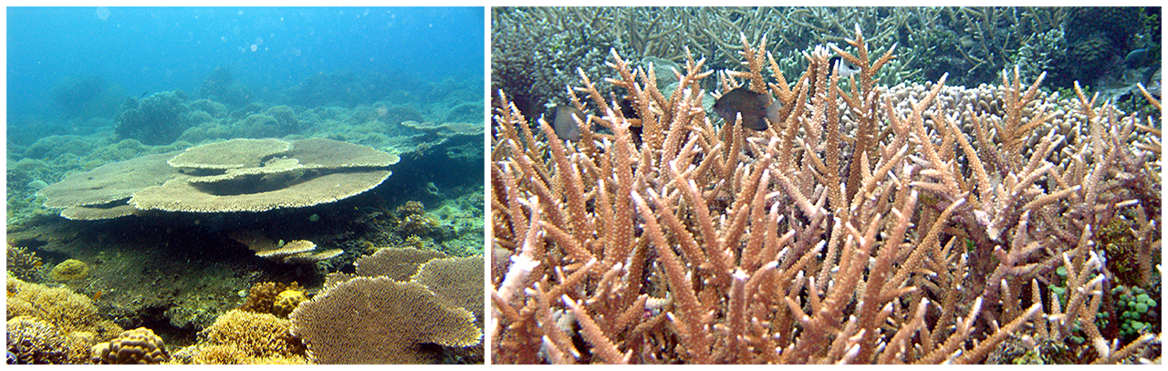 Coral Reef Ecosystem