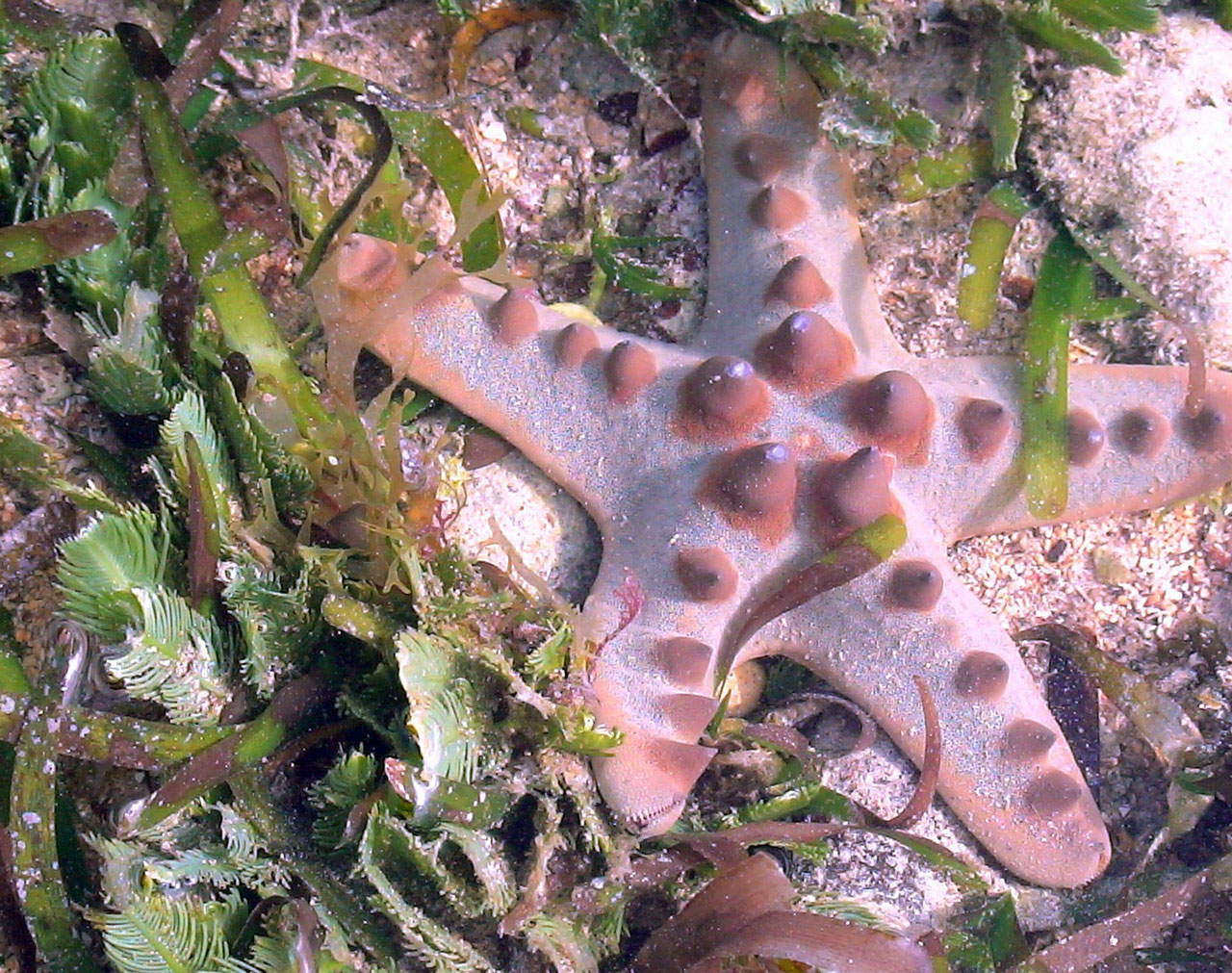 Seagrass and Soft-bottom Ecosystems