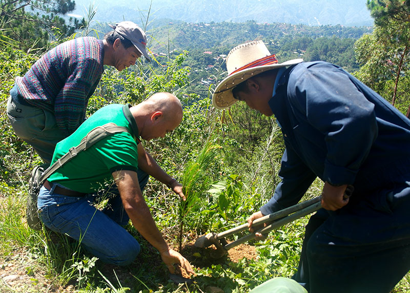 Pine trees native to Baguio City were used in the ceremonial tree planting activity in Brgy. Apugan, Baguio City. 
