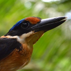 Philippine Species: A Unique and Distinct Multitude